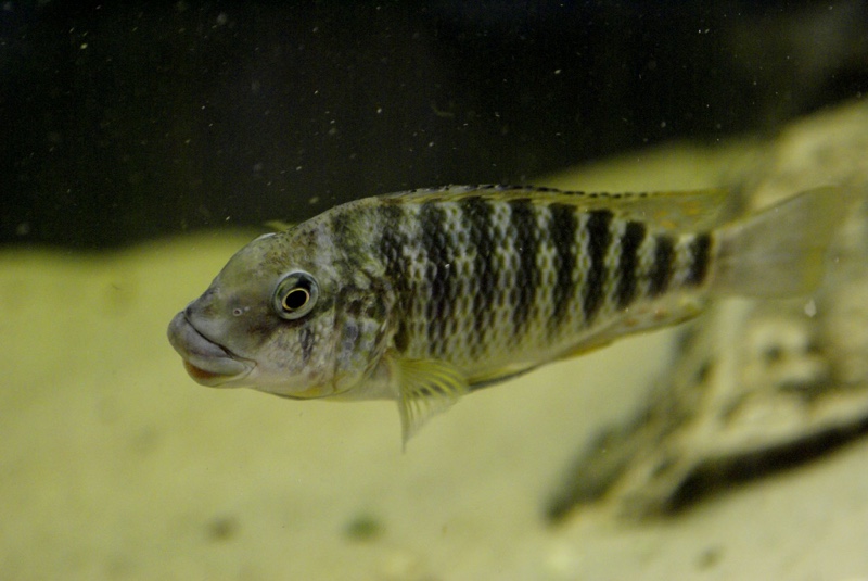 Petrochromis cf. polyodon 'Mtoto'